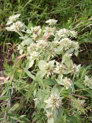 Pycnanthemum setosum