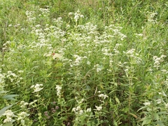 Pycnanthemum setosum