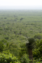 Yucca potosina