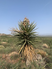Yucca torreyi