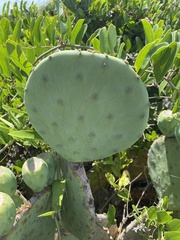 Opuntia tunoidea