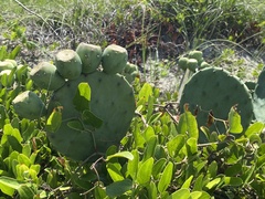 Opuntia tunoidea