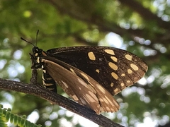 Baronia brevicornis brevicornis