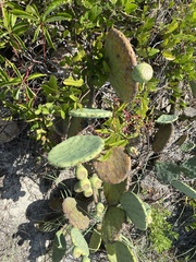 Opuntia tunoidea