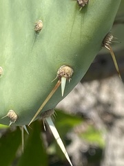 Opuntia tunoidea