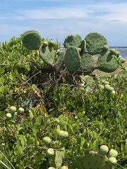 Opuntia tunoidea