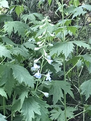 Delphinium cultorum