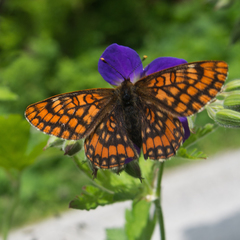 Euphydryas intermedia