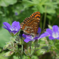Euphydryas intermedia