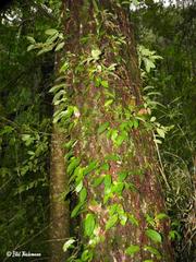 Hydrangea serratifolia