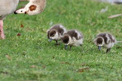 Alopochen aegyptiaca