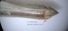 Stylurus spiniceps