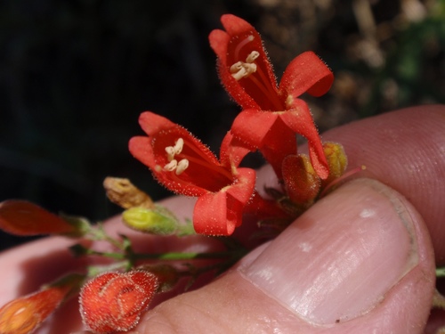 Bridges' Penstemon