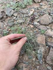Asclepias brachystephana