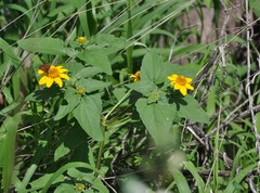 Heliopsis annua