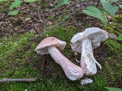 Boletus separans