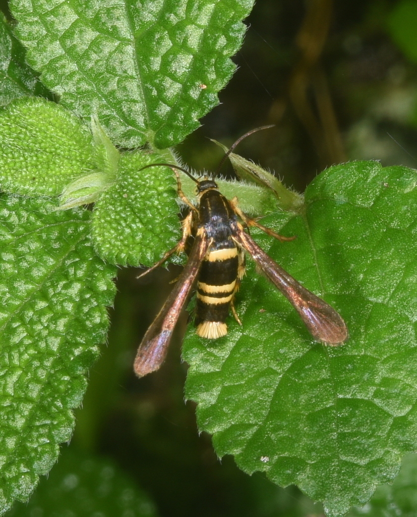 Entrichella trifasciata