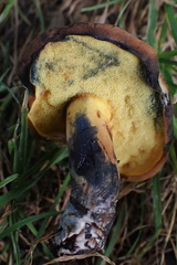 Cyanoboletus