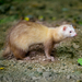 Domestic Ferret - Photo (c) karen Bullock, some rights reserved (CC BY-NC-ND)