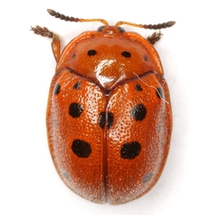 Chelymorpha phytophagica