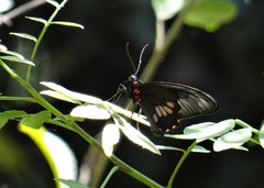 Parides neophilus