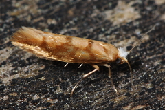 Argyresthia alternatella