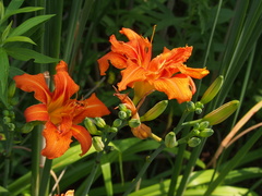 Hemerocallis fulva kwanso