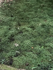 Chrysosplenium americanum