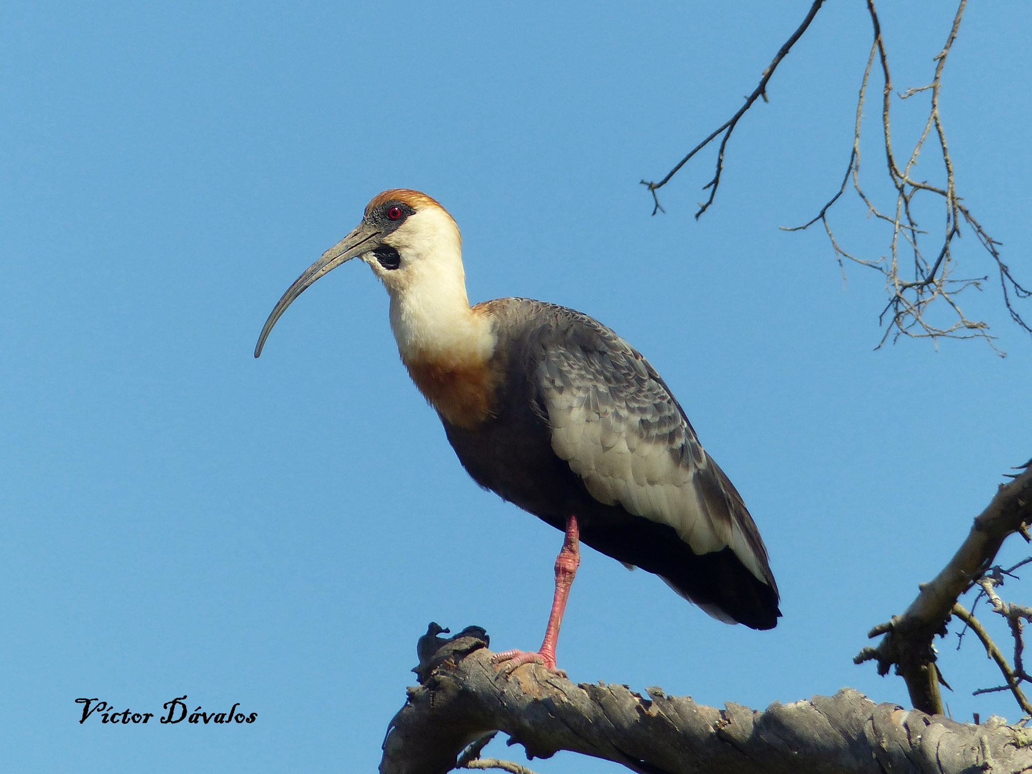 Buff-necked Ibis (Theristicus caudatus)