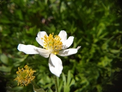 Anemone drummondii