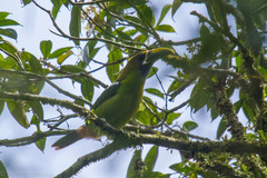 Aulacorhynchus prasinus caeruleogularis