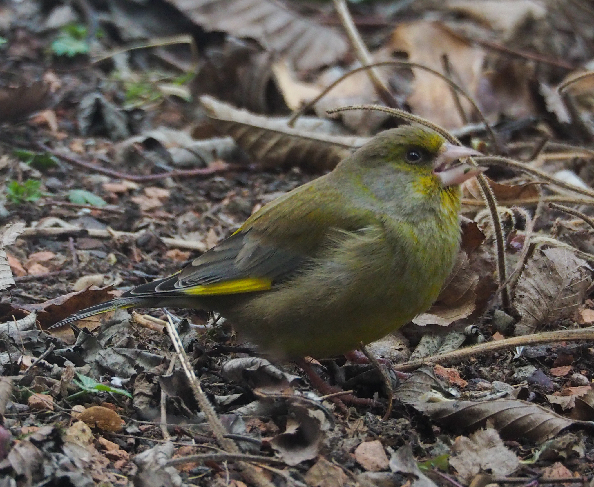 European Greenfinch