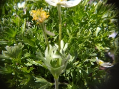 Anemone drummondii