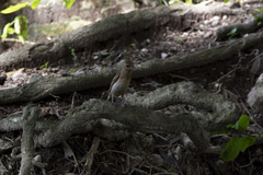 Passerina versicolor