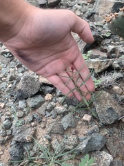 Asclepias brachystephana
