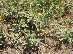 Oenothera elata hookeri
