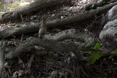 Passerina versicolor