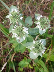 Pycnanthemum setosum