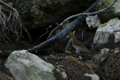 Passerina versicolor