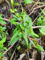 Lysimachia terrestris