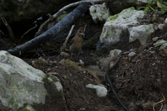 Passerina versicolor