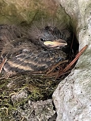 Passer domesticus domesticus