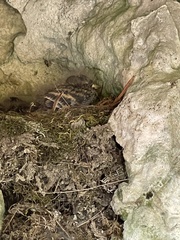 Passer domesticus domesticus