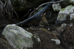 Passerina versicolor