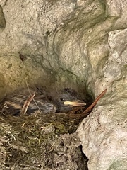 Passer domesticus domesticus