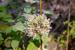 Pycnanthemum curvipes