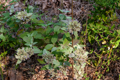 Pycnanthemum curvipes