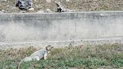 Cyclura nubila