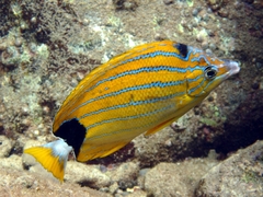Bluestriped Butterflyfish photo 5