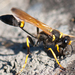 Black Mud-dauber Wasps - Photo (c) Thomas Quine, some rights reserved (CC BY)